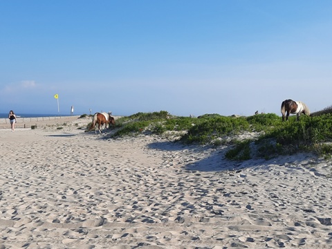 bike Maryland, Assateague, biking, BikeTripper.net