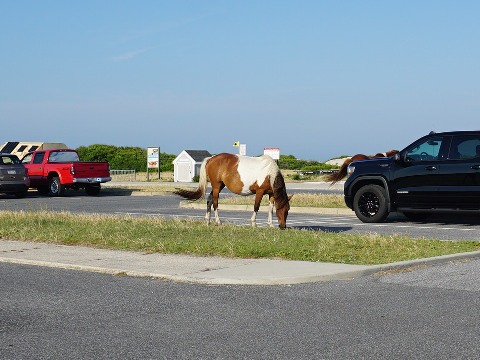 bike Maryland, Assateague, biking, BikeTripper.net