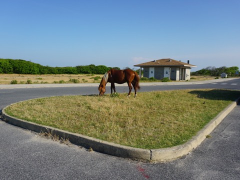 bike Maryland, Assateague, biking, BikeTripper.net