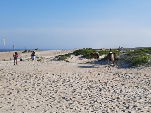 bike Maryland, Assateague, biking, BikeTripper.net