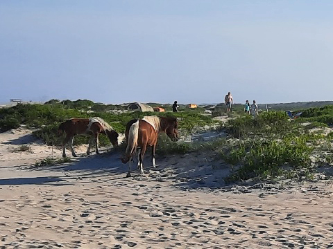 bike Maryland, Assateague, biking, BikeTripper.net