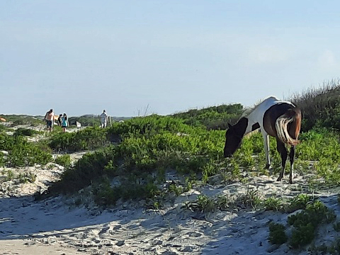 bike Maryland, Assateague, biking, BikeTripper.net