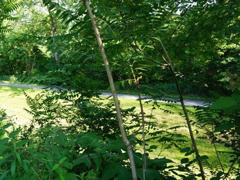 bike Maryland, C&O Canal Towpath, biking, BikeTripper.net