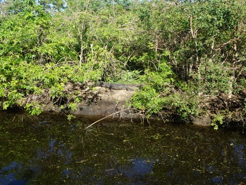 bike Spanish Moss Trail, South Carolina biking