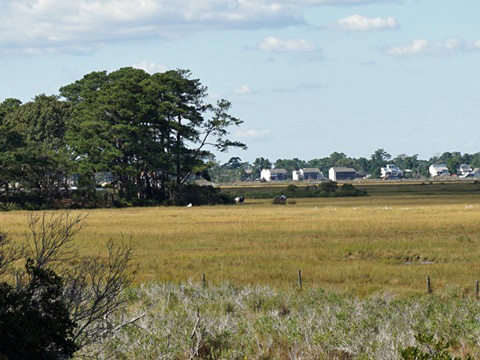 bike Virginia, Chincoteague, biking, BikeTripper.net